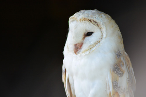 catchshadows - Barn owl.Surrey, UK.