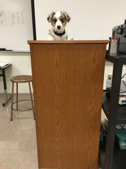 hentai-ass - twosillycorgis - Welcome to Corg school. I will be...