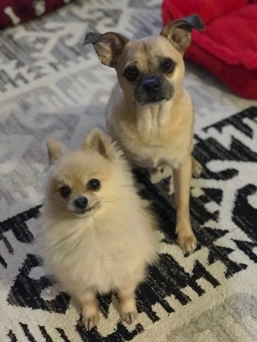 dogsatmyjob:My babies are too cute to not post. Ebie &...