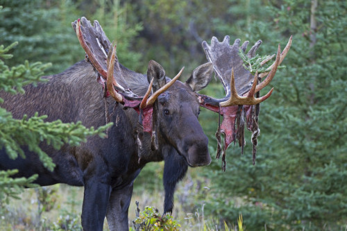 congenitaldisease - A bull moose shedding it’s antlers.