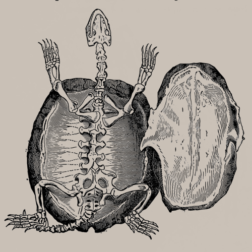 clawmarks - Miscellaneous turtle skeletons - Johann Daniel Meyer...