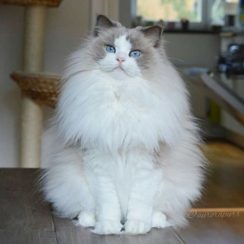 culturenlifestyle - The Most Regal, Friendly and Fluffy Kitten In...