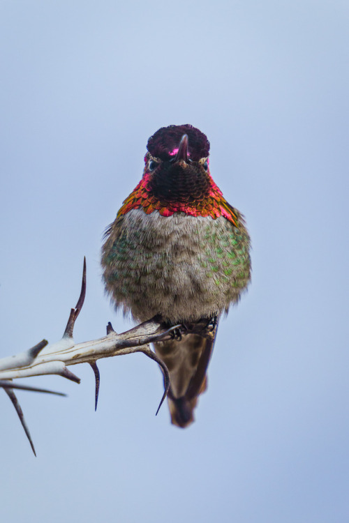 annemckinnell - Hummingbird photographed in Arizona. Okay, this...
