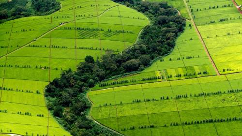 haihui-anyhoo - Tea plantation in Kericho County, Kenya