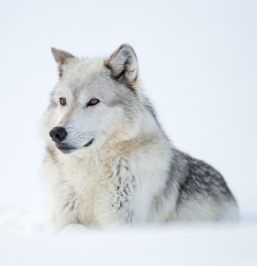 Timberwolf (Canis lupus lycaon) by © Ralf Kistowski
