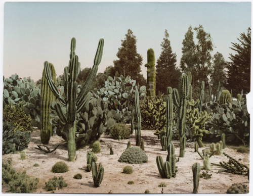 radophobia:Cactus garden in California in 1902