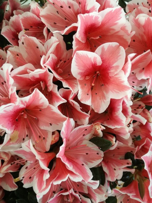 pink flowers on Tumblr