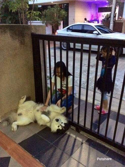 doggopupperforpres - the house bodyguard just want all people...