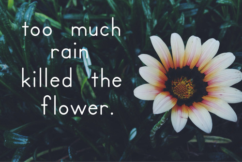 flower quotes on Tumblr