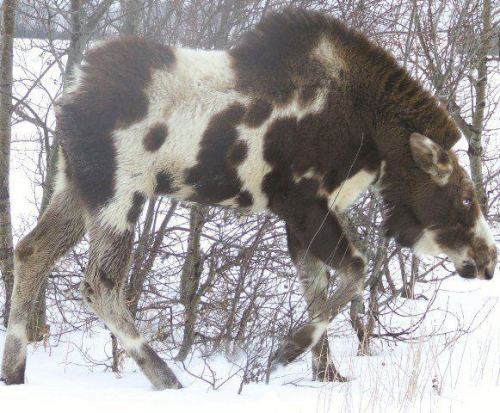 deerypoof:The most beautiful moose in all the land! This rare...