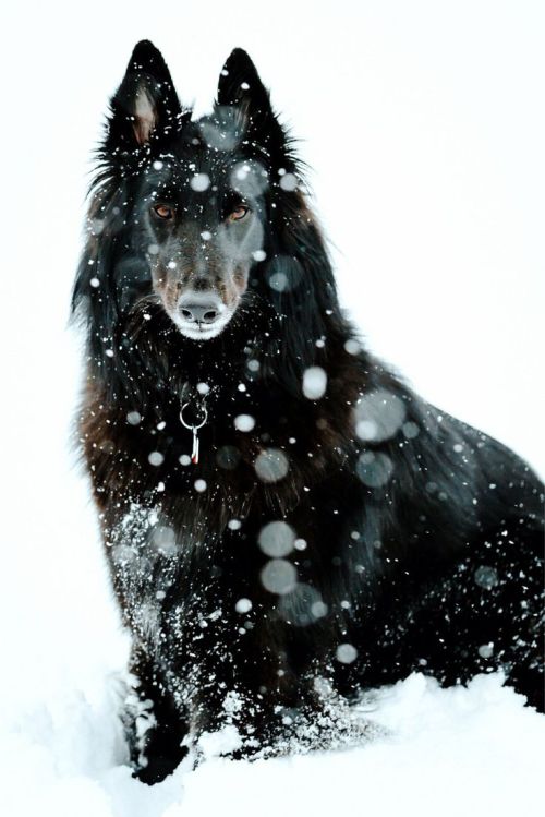 shitstain-of-heart:This is the kind of dog that looks like if...