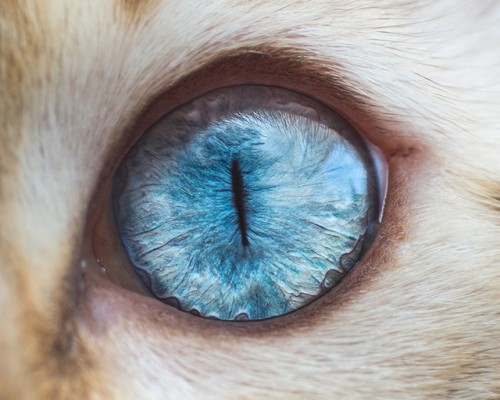 asylum-art-2 - Cat Eyes - Photos by Andrew MarttilaIntriguing...
