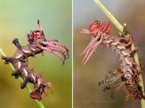 itscolossal - Radically Unusual Caterpillars Captured by...