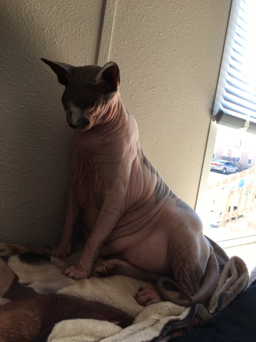 unflatteringcatselfies - This is Percy. He’s large and nekkid,...