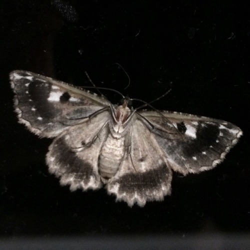 herbcorpse - look at this beauty that landed on my kitchen window!