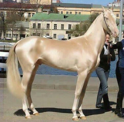 scarlettjane22 - Simply Horses