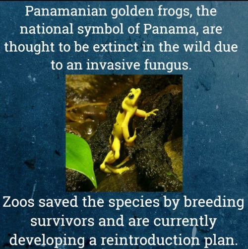 trichofishomania - aquaristlifeforme - Zoos prevent extinction....