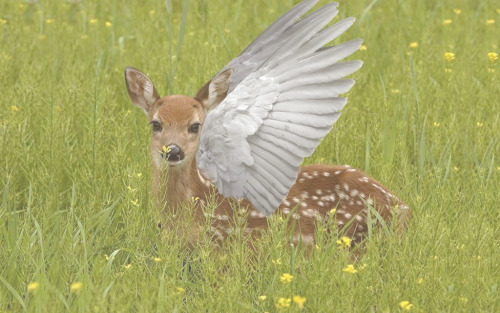kintype-aesthetic - Angelkin with fawns and angel wings...