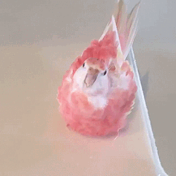 forbiddencronch:What a wiggly strawberry macaroon !