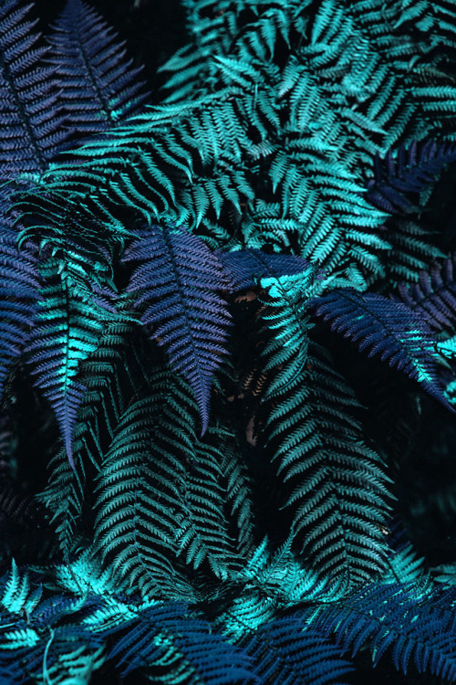rainforest on Tumblr