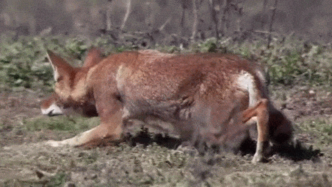 roachpatrol - wolveswolves - Ethiopian wolf stalking a ratFrom...