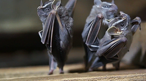 biomorphosis:When you flip bats upside down they become...