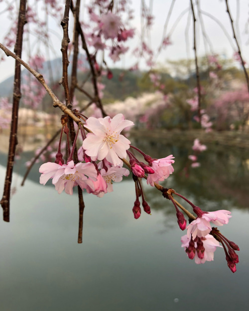 florealegiardini - Cherry blossoms in Changnyeong, South Korea ~...