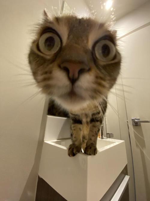 minecraft:bringmecatsposts:Cat vs iPhone 11 Pro lens via...