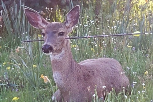 blacberries - Deer survives arrow to the face