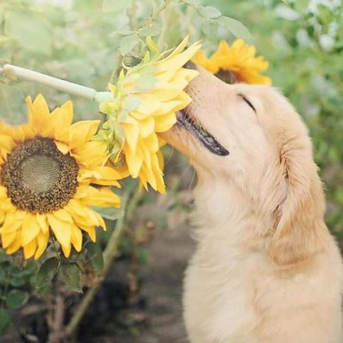 somos-deseos - Sunflower And dog.Weheartit.