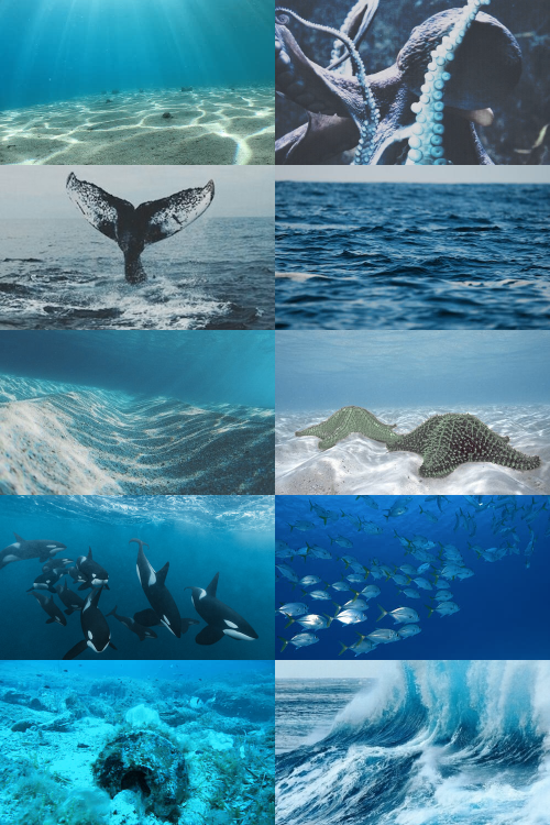 skcgsra - ecosystems → the open ocean Many open ocean organisms...
