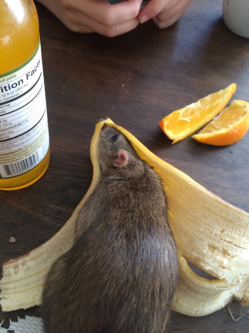 honey-rat - a good fit