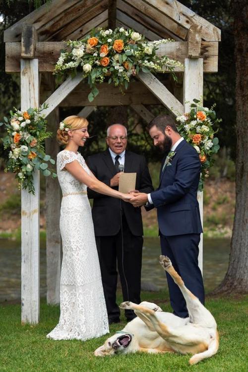 catsbeaversandducks:
“ An Illinois couple recently tied the knot, but not before their Labrador Retriever, Boone, was able to pull off a legendary photobomb.
Via NEWS CENTER Maine
”