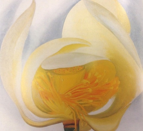 acqua-di-fiori:White Lotus - Georgia O’Keeffe 
