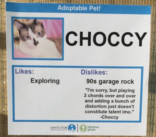 babyanimalgifs - Shelter created hilarious profiles for their...