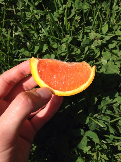 fawnscout - this was the tastiest orange i ever ate