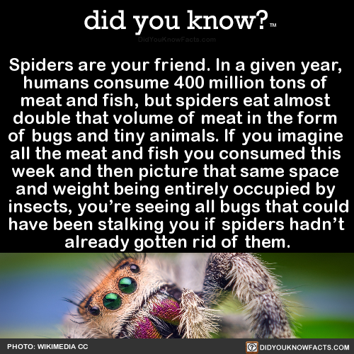 spiders-are-your-friend-in-a-given-year-humans