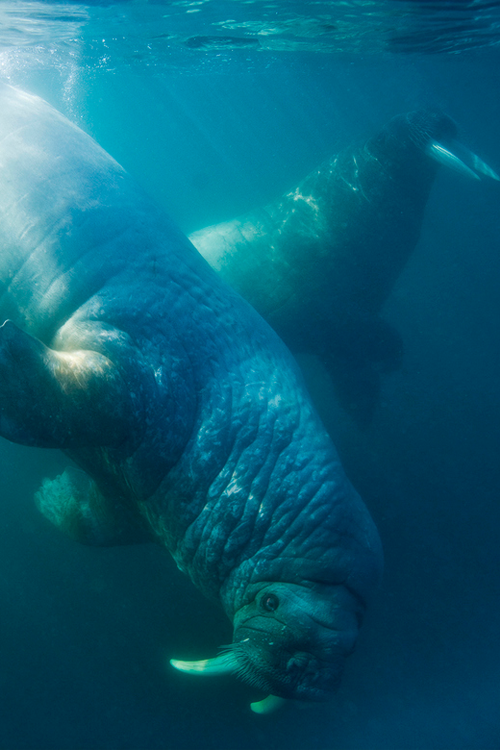 vurtual - Underwater Walrus (by Paul Souders)
