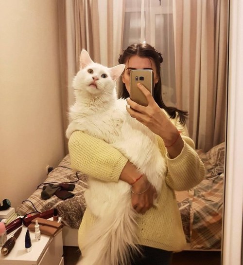 catsbeaversandducks - Tihon The Loving Giant Cat “Please, I just...