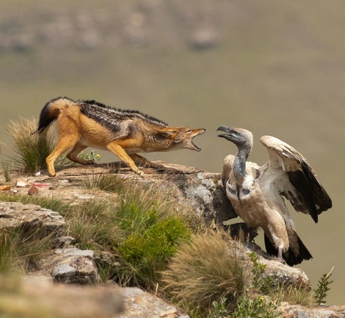 beautiful-wildlife - Dispute by Usher Bell 2009Cape Vulture and...