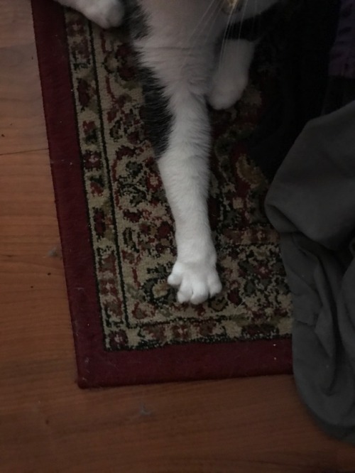 roseroyalty - This picture of my cats paw is…….. unsettling!