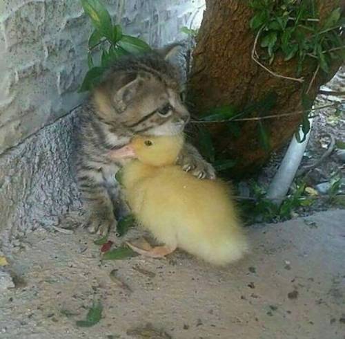500smiles - Kitten protects a little duck… If this doesn’t make ur...