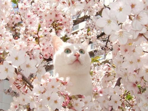 tamorapierce - The cats were the first to love cherry blossom...