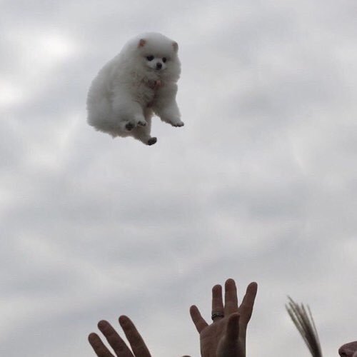 babyanimalgifs - breaking news - dogs are a gift from heaven