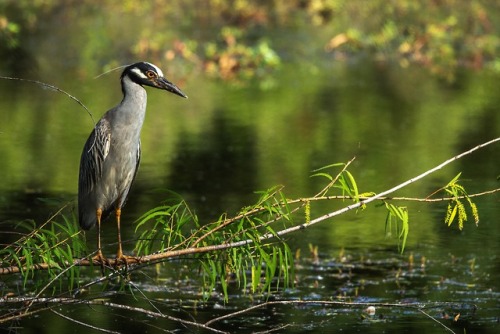 lawrencejeffersonphotography - Yellow-crowned night heron...