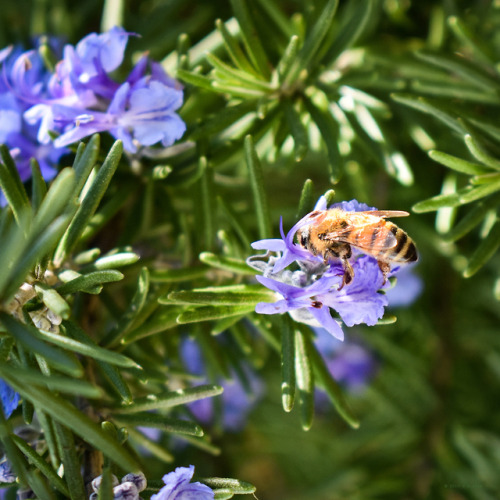 whimsicalcombustion - honey bee in rosemary. c.a.sisk