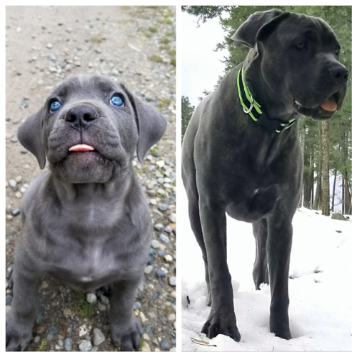 doggopupperforpres - 9 months apart. Growing like a weed and...