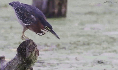 badwolfandtimelords - kazoohira-miller - erraticartist - cupsnake - You know what the Green Heron is...