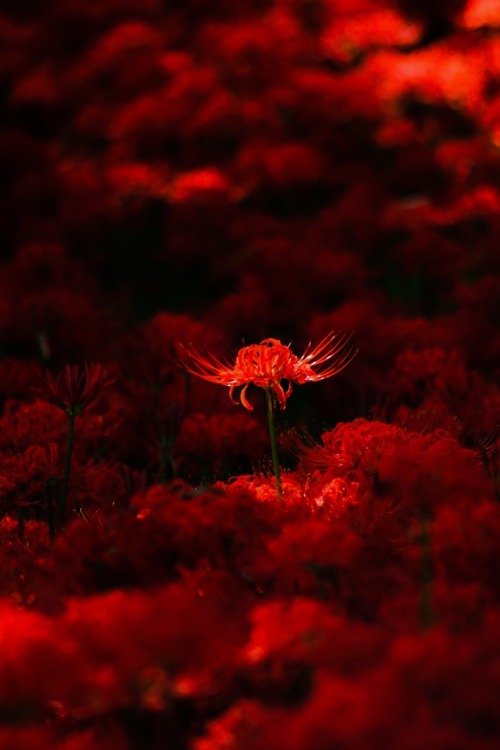 lifeisverybeautiful:Red Spider Lily via PHOTOHITO