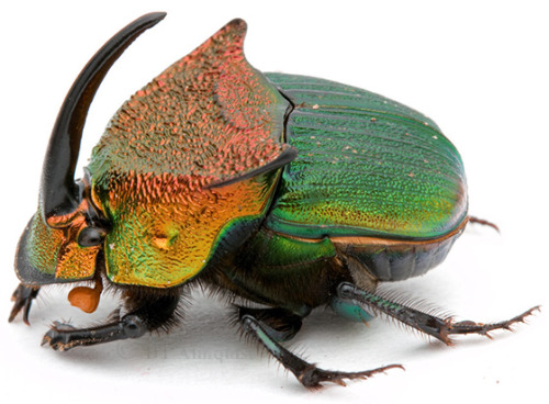 b33tl3b0y - glamour shots of my rainbow scarab son for his...